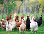 Tierschutz