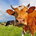 Landwirtschaft