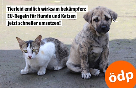 Katzen und Hunde