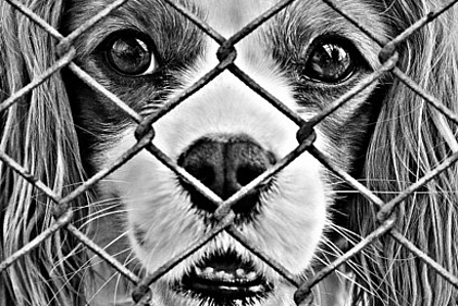 Hund